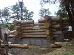 Portfolio/Acacia House